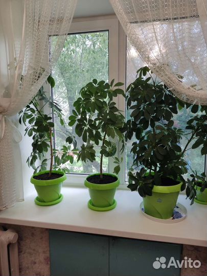 Комнатные цветы шефлера