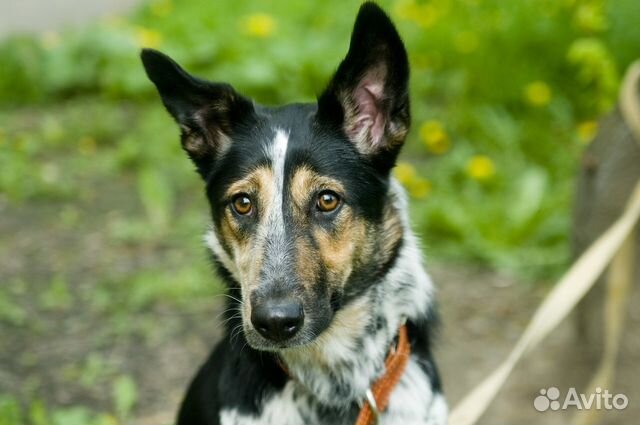Монгрел собака фото. Собака а н. Сторожевая дворняжка. Собака а н. Собака а н.