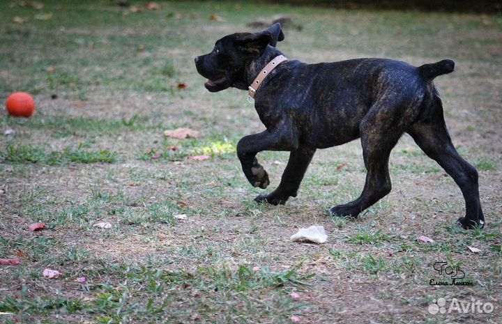 Щенки Кане-Корсо Сочи