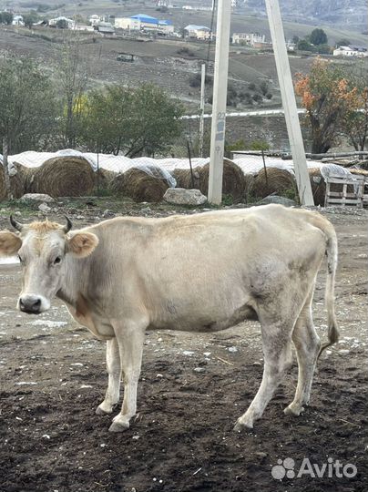 Корова и телёнок