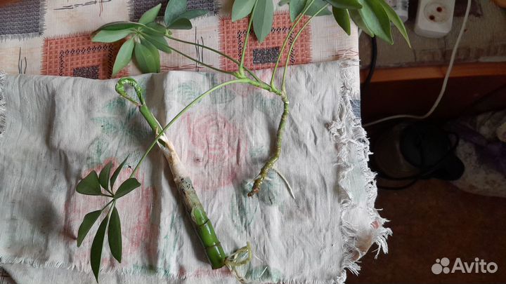 Растения комнатные