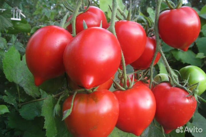 Рассада помидор