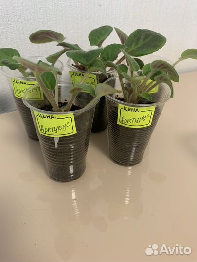 Детки фиалки Arcturus