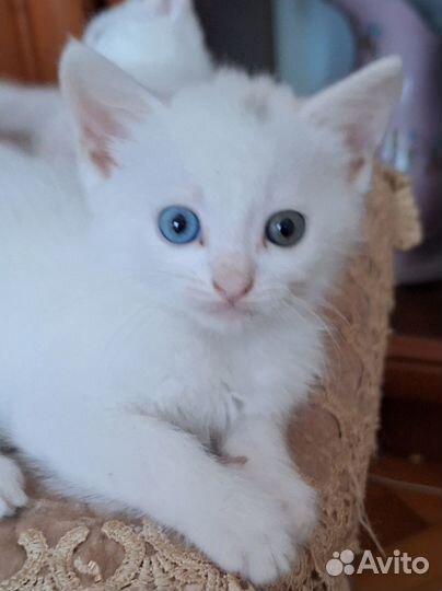 Котята турецкий ван