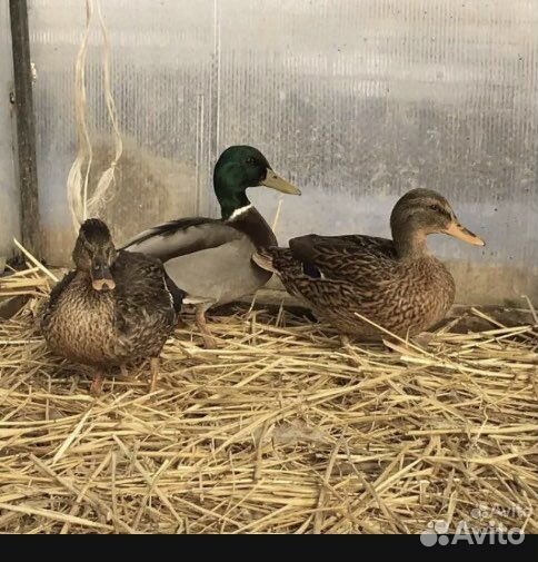 Подсадные утки