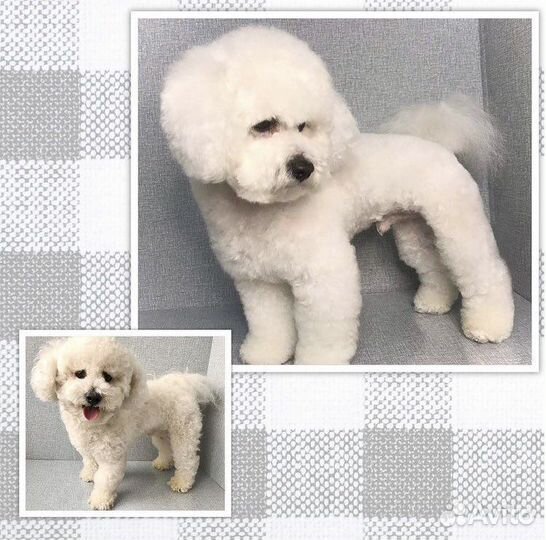 Стрижка собак и кошек (груминг) Грумер