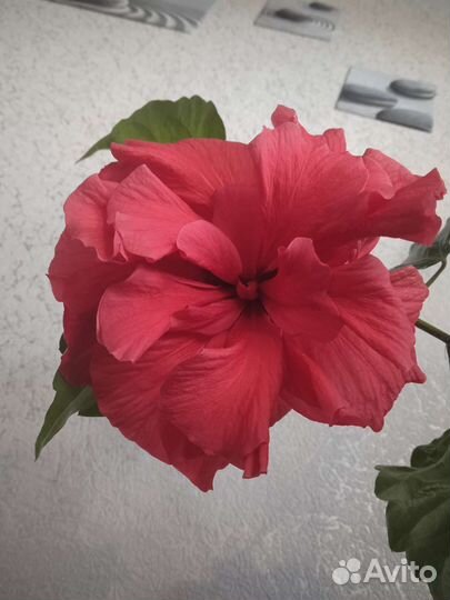 Гибискус китайская роза