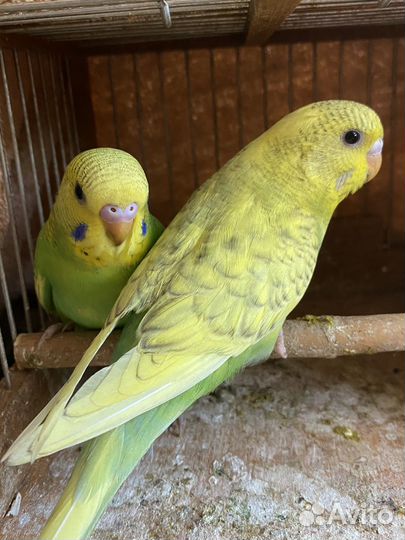 Волнистые попугаи молодые