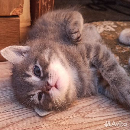 Кошка в дар бесплатно