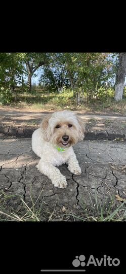 Кобель вязка Мальтипу F1