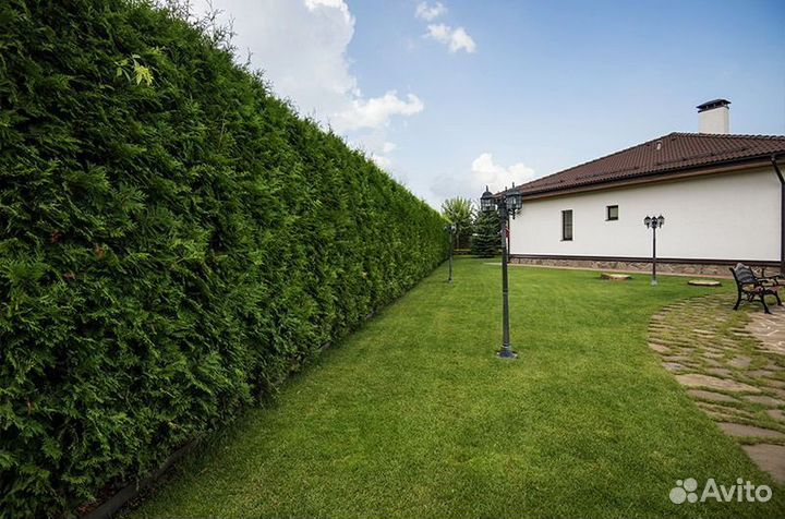 Туя Брабант для живой изгороди