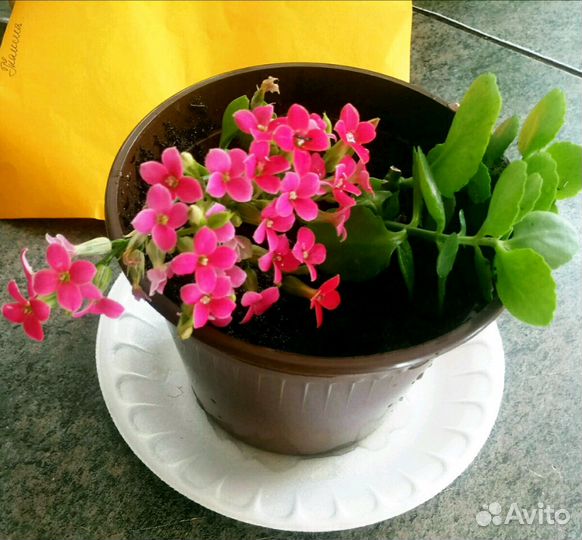 Каланхоэ,фиалки,декабрист,дифенбахия и т д