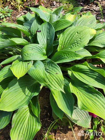 Многолетники для сада