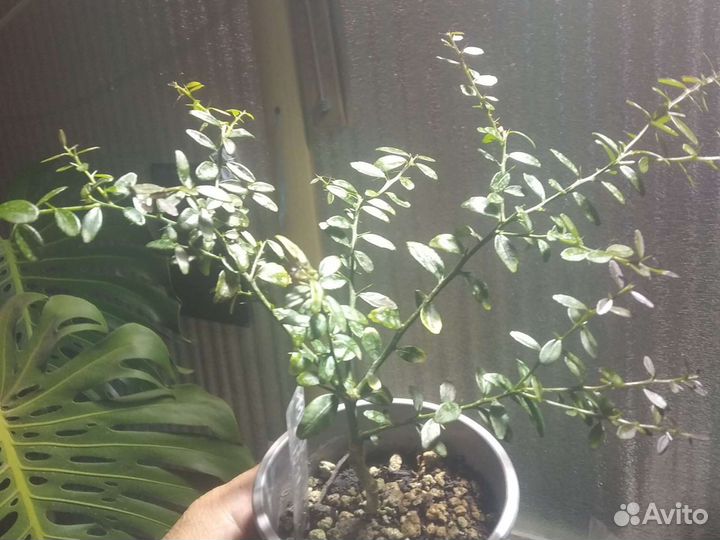 Для дома цитрусовые саженцы в Воронеже