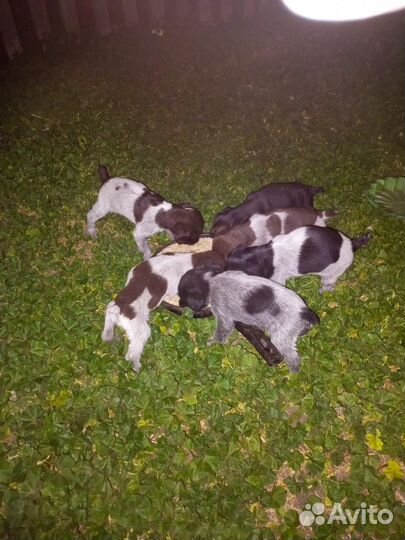 Щенки дратхаара