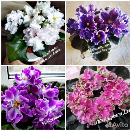 Укорененные черенки фиалок (с детками)