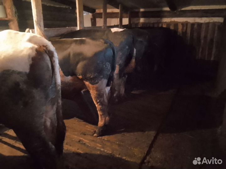 Быки на мясо