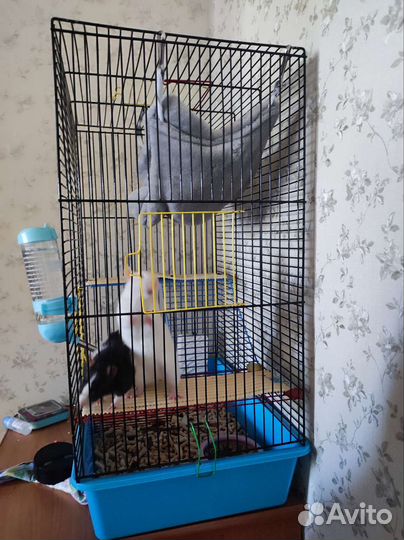 Клетка для грызунов крыс