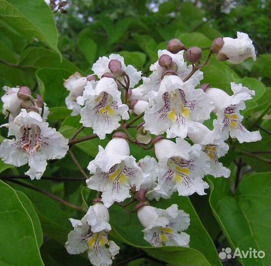 Катальпа прекрасная