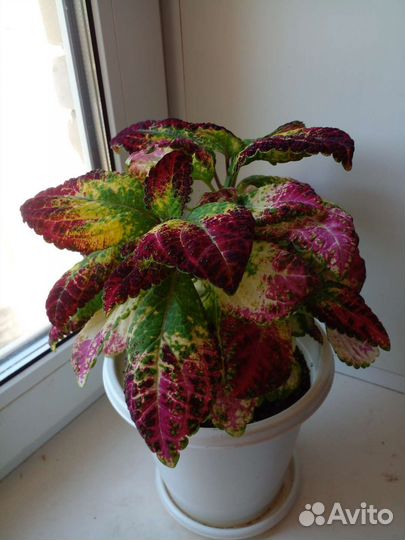 Колеусы взрослые