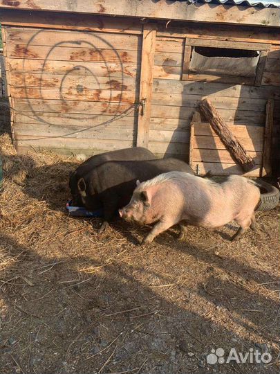 Вьетнамские вислобрюхие свиньи