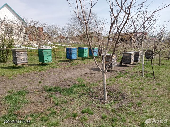 Продается пасека