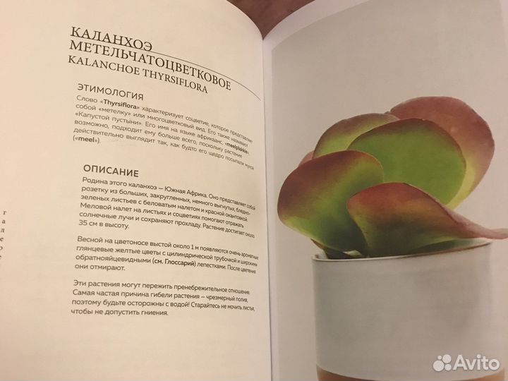 Книга о кактусах и суккулентах