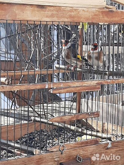 Певчие птицы