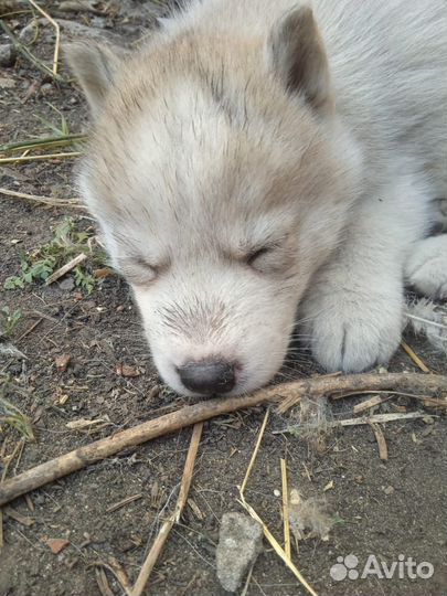 Щенки сибирской хаски