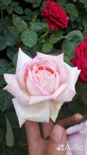 Саженцы роз