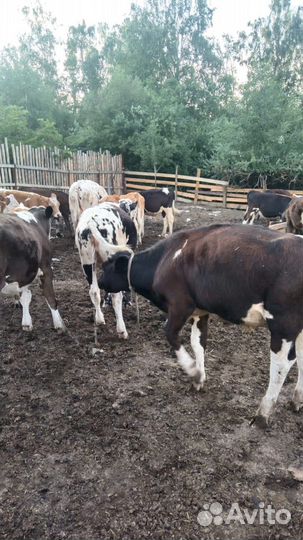 Продам бычков от 8 месяцев до года