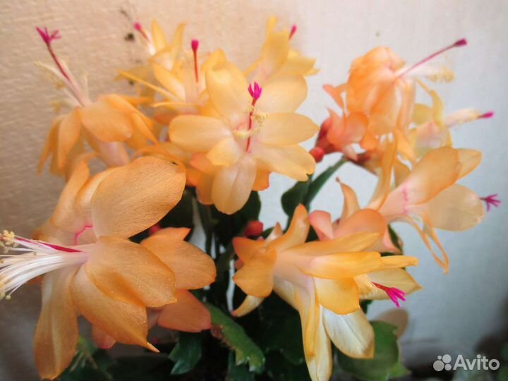 Шлюмбергеры сортовые