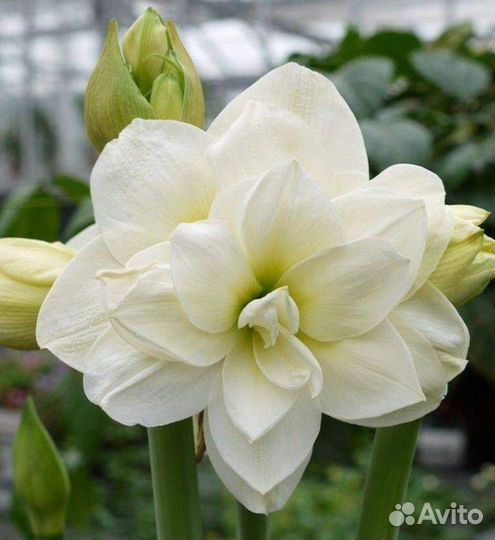 Гиппеаструм амариллис луковицы