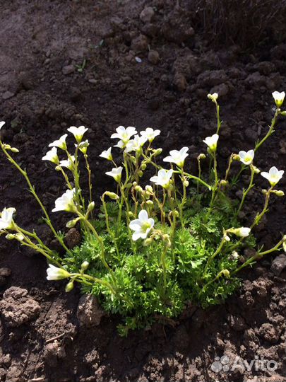 Цветы для сада (многолетники)