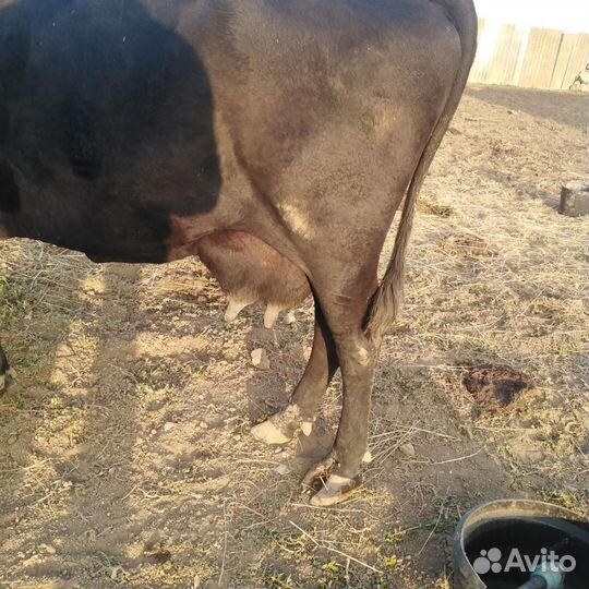 Корова дойная