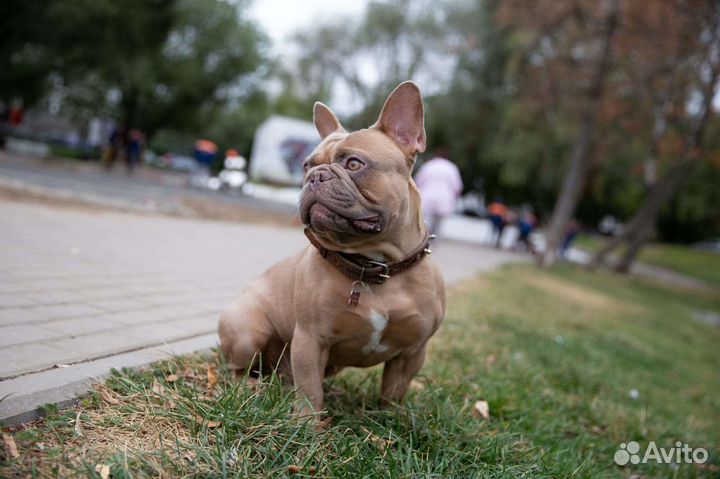 Французский бульдог кобель вязка