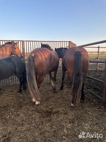 Лошади жеребята