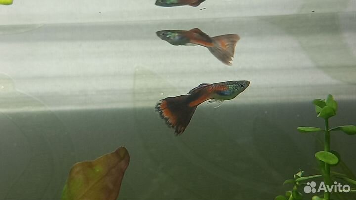 Аквариум 8 л