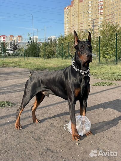 Доберман вязка
