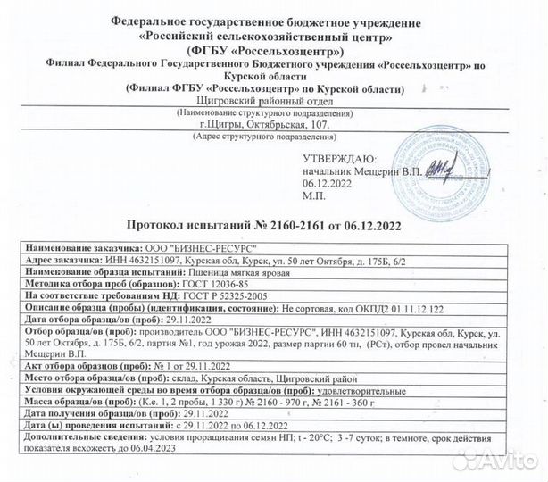 Пшеница яровая био, урожай 2022