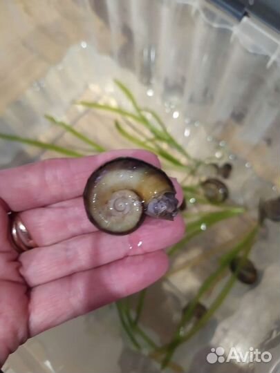 Улитки аквариумные