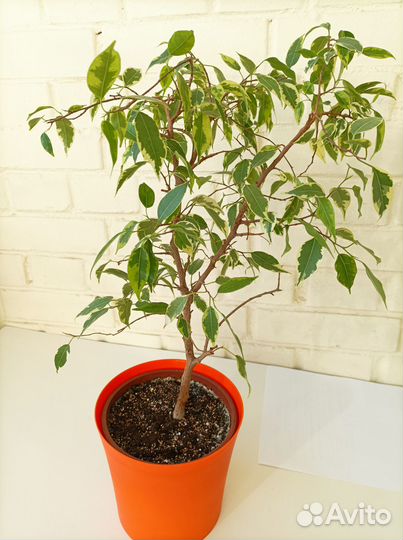 Фикус бенджамина пестролистный