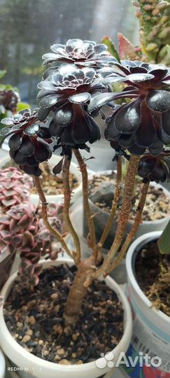 Эониум шварцкопф