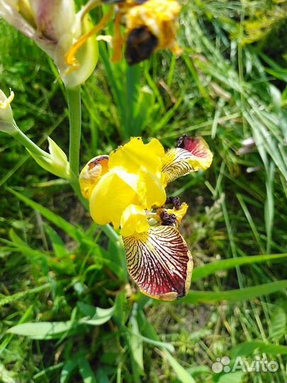 Ирис садовый