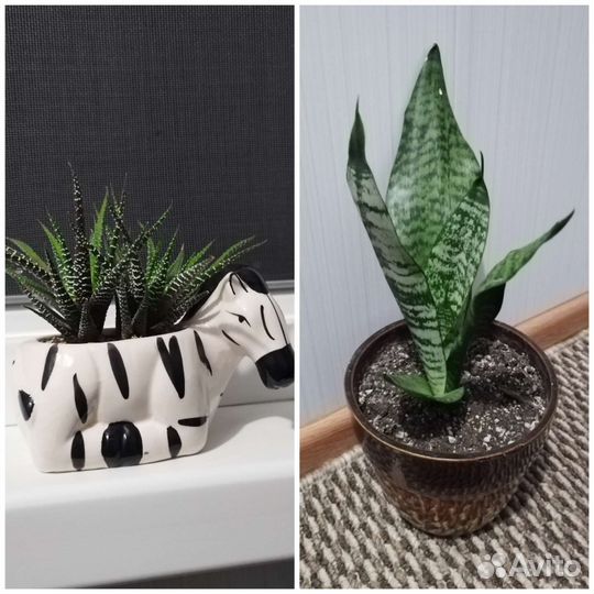 Сансевиерия, хавортия