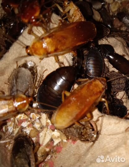 Кормовые тараканы