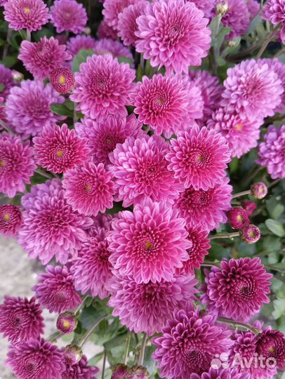 Хризантемы мультифлора в горшках 5 л