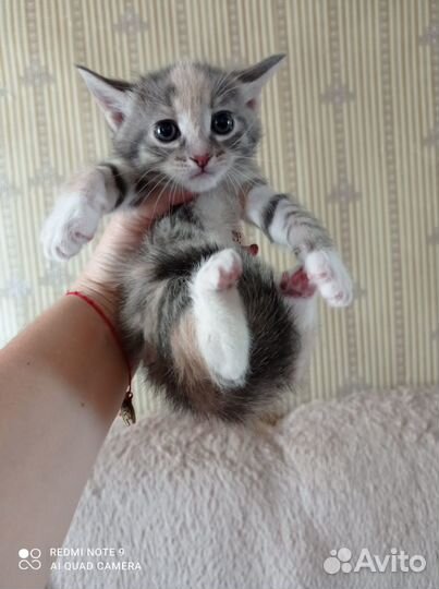 Кошечки в добрые ручки