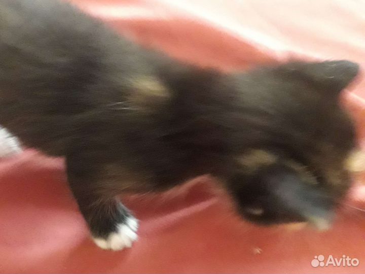 Котята в добрые руки 1 месяц