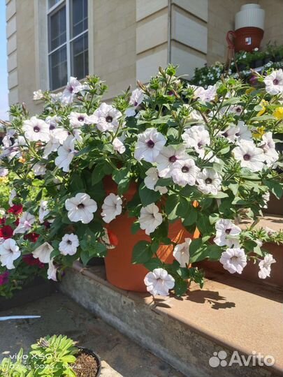 Аренда живых цветов в больших кашпо